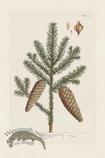 BEE 198 The Pitch Tree